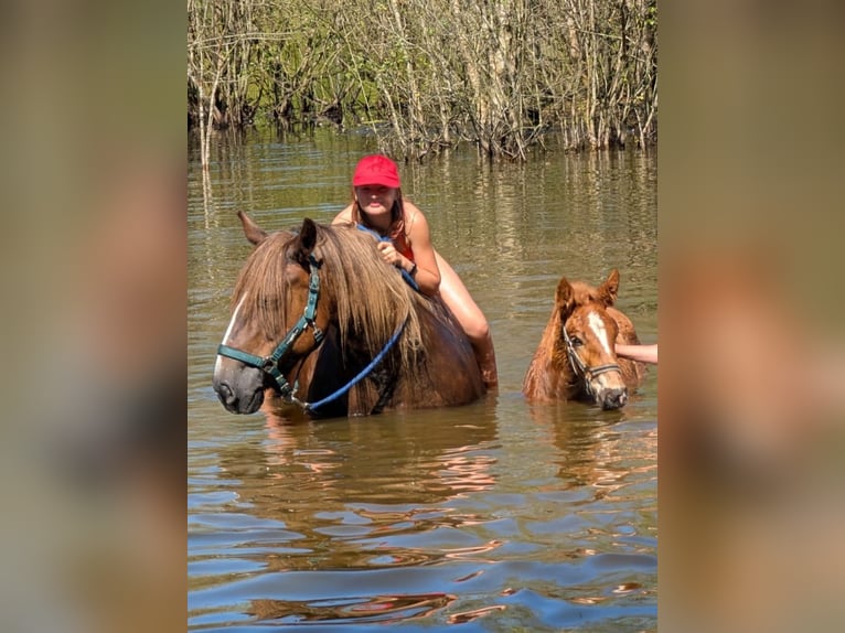 Trait du Schleswig Étalon Poulain (03/2025) 128 cm Alezan in Immenstedt