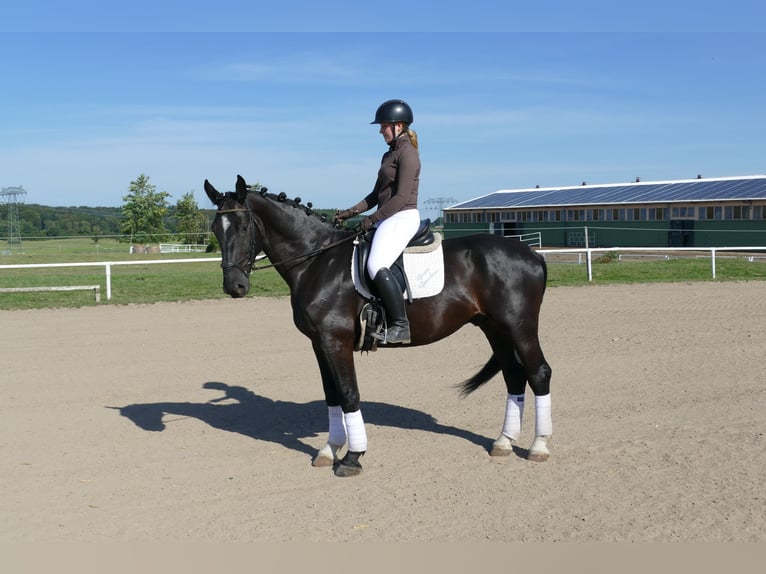 Trait du Schleswig Hongre 6 Ans 163 cm Noir in Ganschow