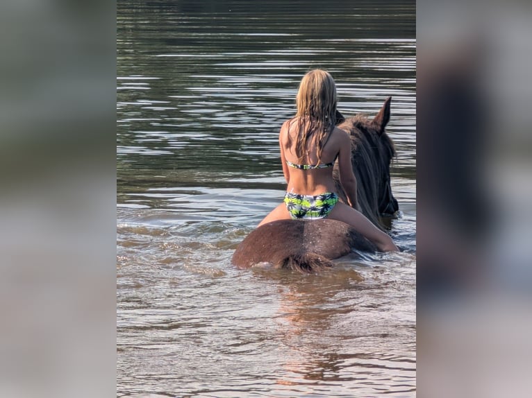 Trait du Schleswig Jument 14 Ans 153 cm Alezan in Bunsoh