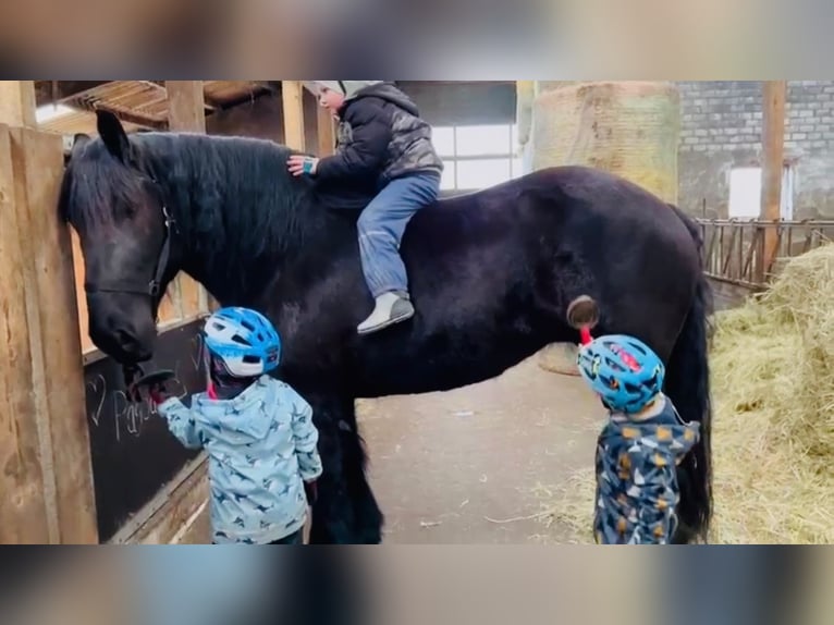 Trait du Schleswig Jument 15 Ans 165 cm Noir in Butjadingen