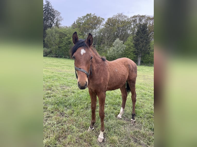 Trakehnare Hingst 1 år 160 cm Brun in Weißenburg in Bayern