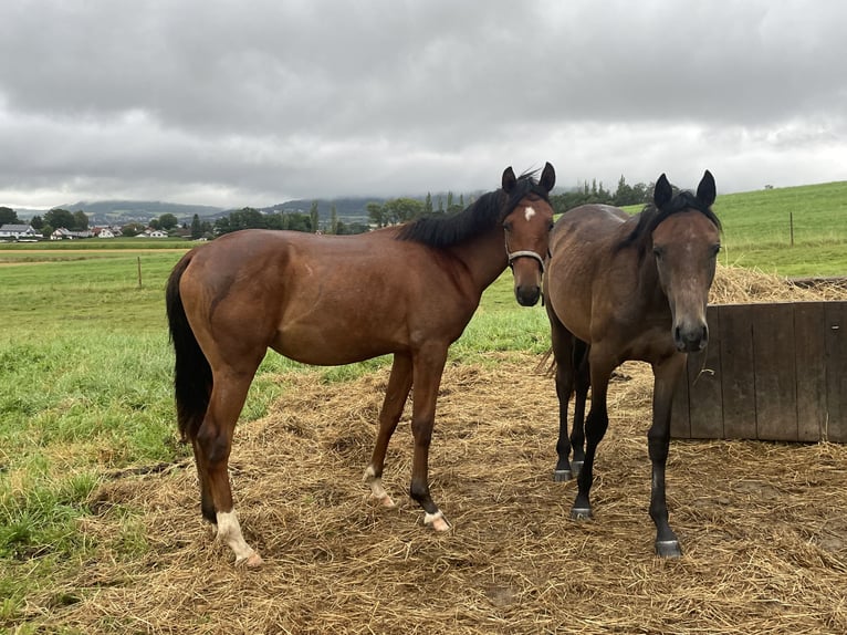 Trakehnare Hingst 1 år 160 cm Brun in Weißenburg in Bayern