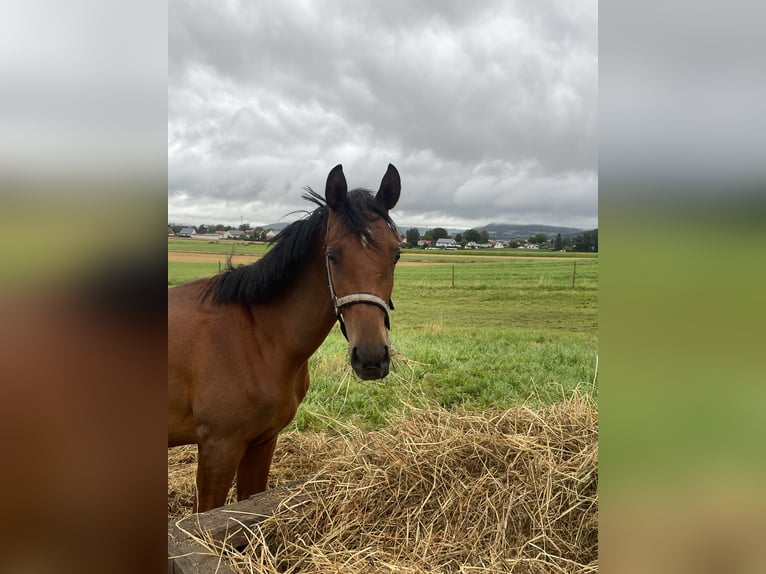 Trakehnare Hingst 1 år 160 cm Brun in Weißenburg in Bayern