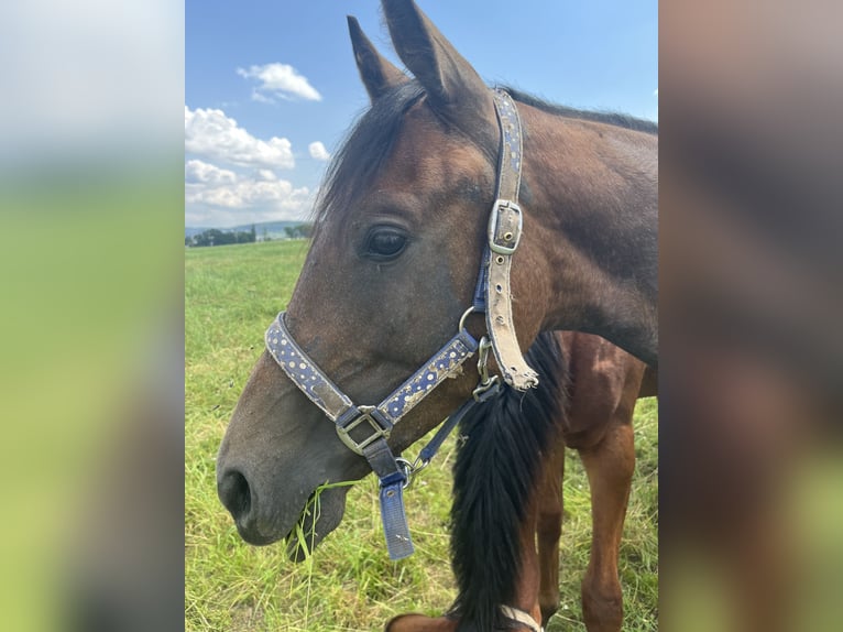 Trakehnare Hingst 1 år 160 cm Grå in Weißenburg in Bayern