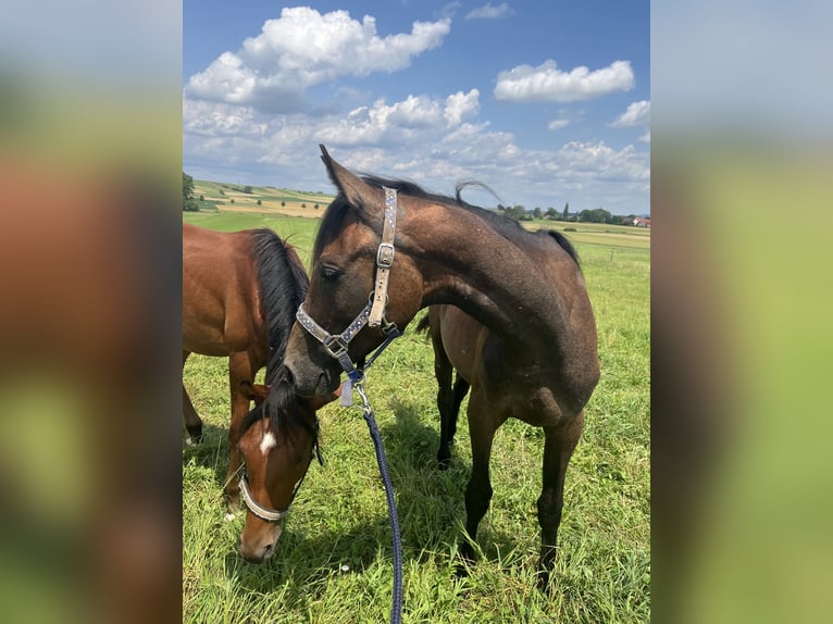 Trakehnare Hingst 1 år 160 cm Grå in Weißenburg in Bayern