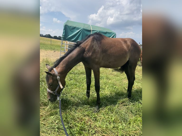 Trakehnare Hingst 1 år 160 cm Grå in Weißenburg in Bayern