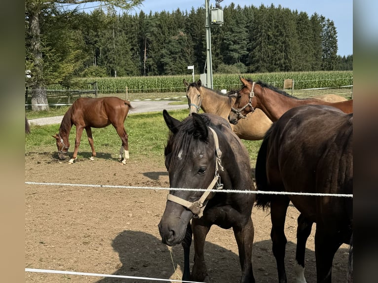 Trakehnare Hingst 1 år 168 cm Kan vara vit in Denklingen