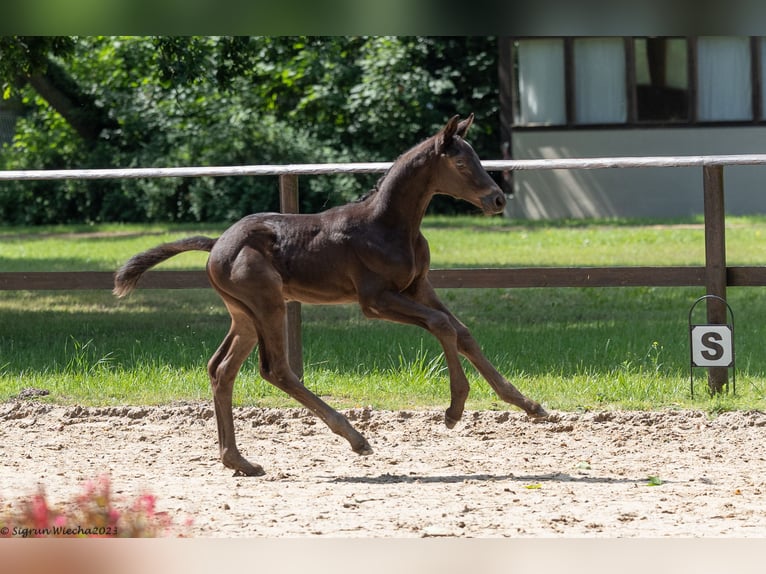 Trakehnare Hingst 1 år Rökfärgad svart in Ueckermünde