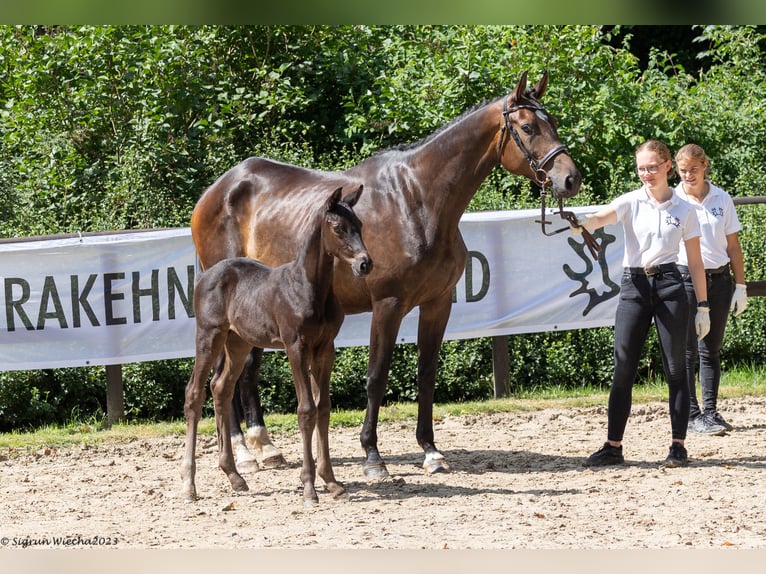 Trakehnare Hingst 1 år Rökfärgad svart in Ueckermünde