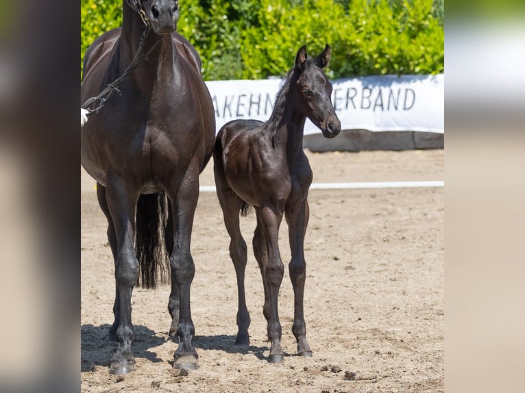 Trakehnare Hingst 1 år Svart in Rendsburg