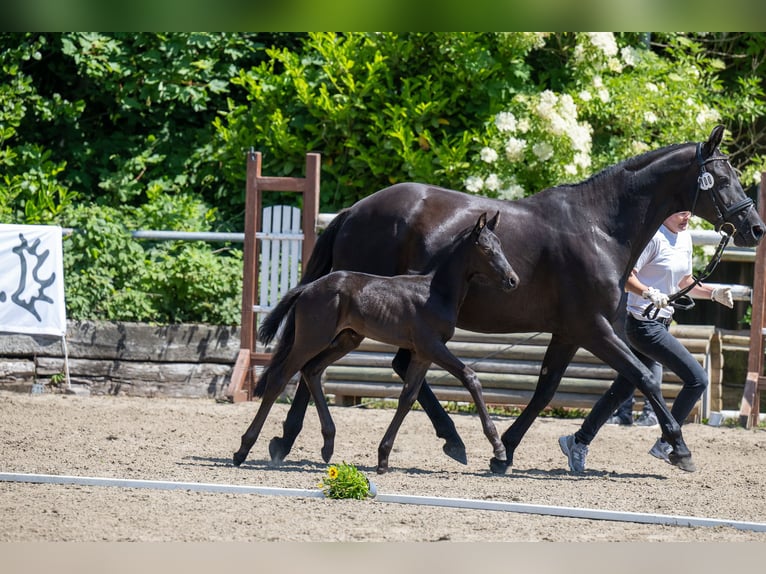 Trakehnare Hingst 1 år Svart in Rendsburg