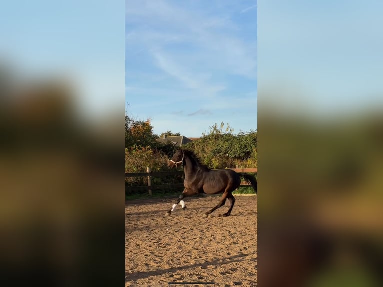 Trakehnare Hingst 2 år 162 cm Mörkbrun in Blekendorf