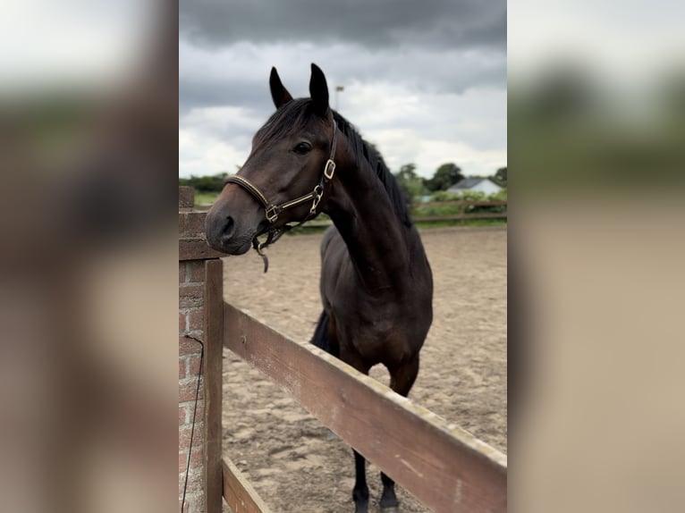 Trakehnare Hingst 2 år 162 cm Mörkbrun in Blekendorf