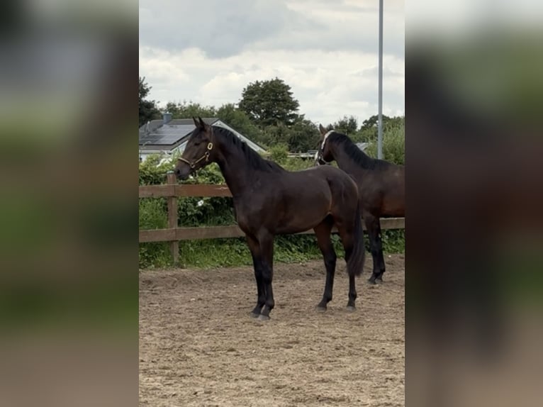 Trakehnare Hingst 2 år 162 cm Mörkbrun in Blekendorf