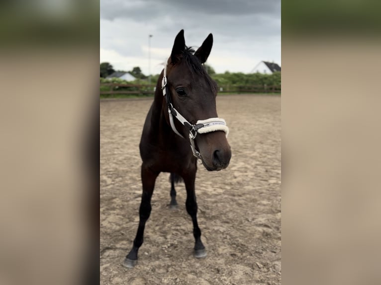 Trakehnare Hingst 2 år 163 cm Brun in Blekendorf