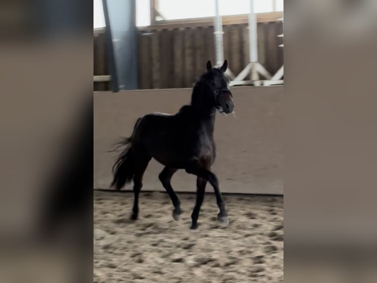 Trakehnare Hingst 2 år 163 cm Brun in Blekendorf