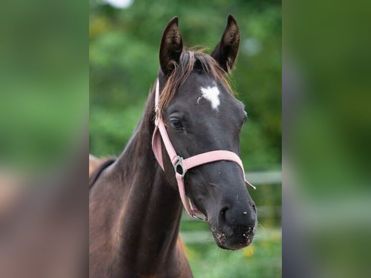 Trakehnare Hingst 2 år 163 cm Svart in Berlin