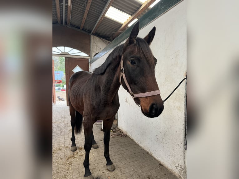 Trakehnare Hingst 2 år 165 cm Brun in Blekendorf