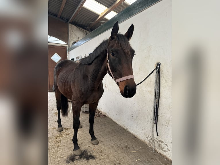 Trakehnare Hingst 2 år 165 cm Brun in Blekendorf