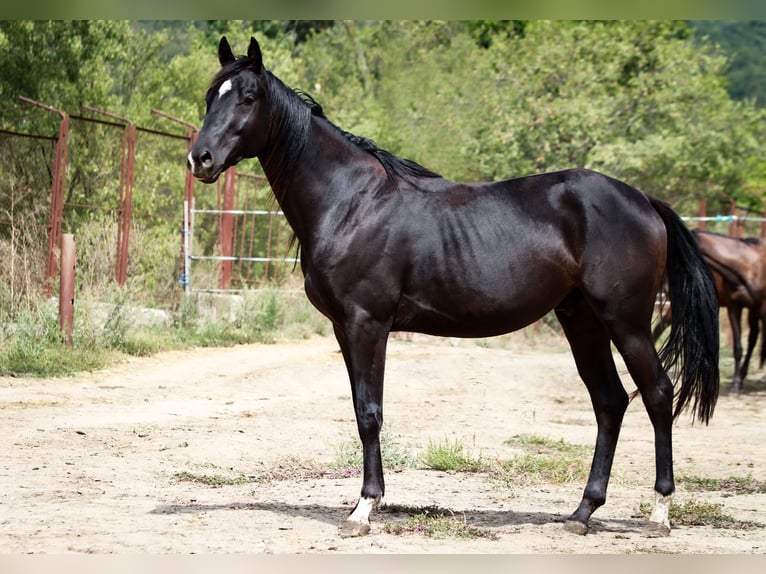 Trakehnare Hingst 2 år 165 cm Rökfärgad svart in Aytos