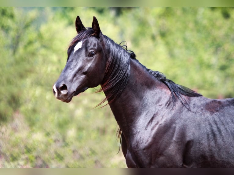 Trakehnare Hingst 2 år 165 cm Rökfärgad svart in Aytos