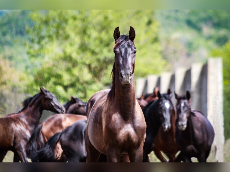 Trakehnare Hingst 2 år 168 cm Rökfärgad svart in Aytos