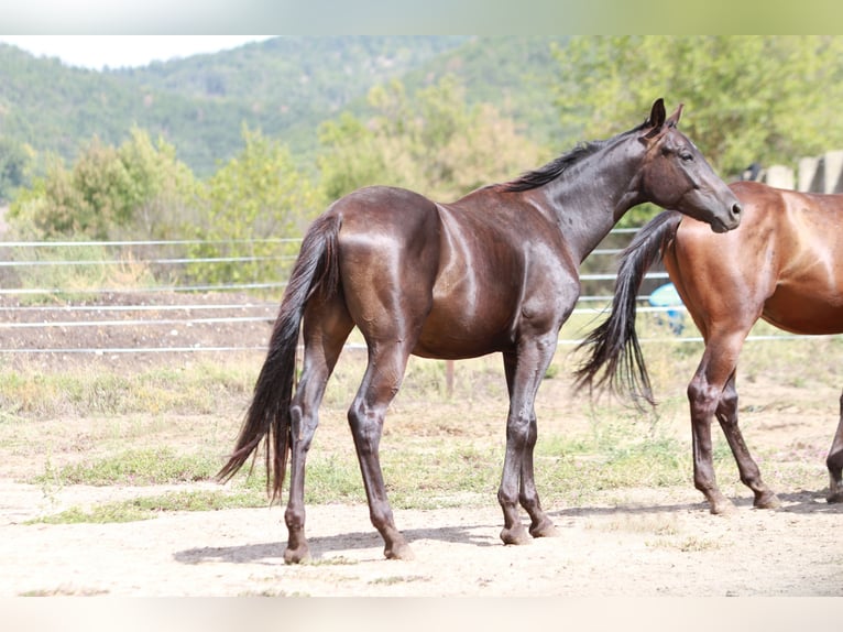 Trakehnare Hingst 2 år 170 cm Rökfärgad svart in Aytos