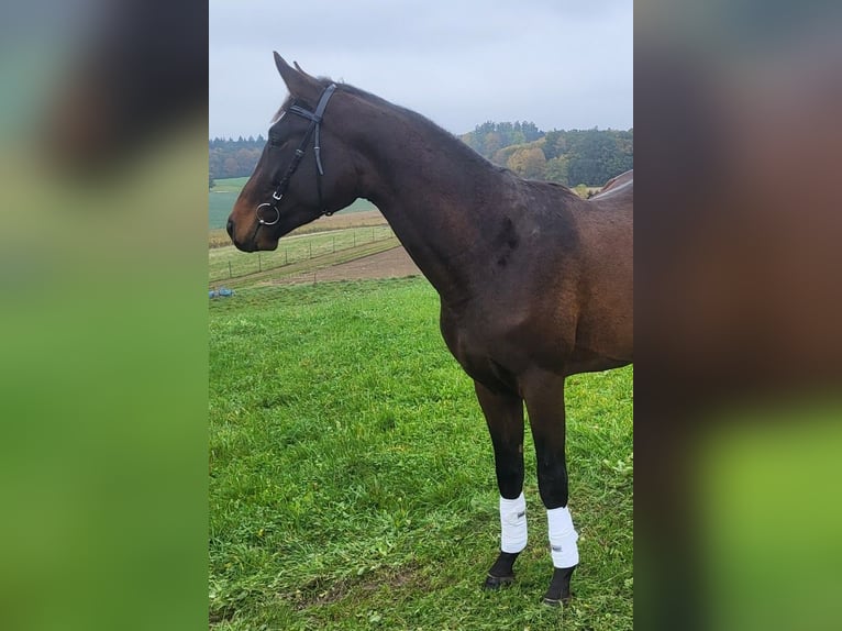 Trakehnare Hingst 2 år 172 cm Mörkbrun in Adelsried