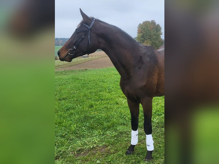 Trakehnare Hingst 2 år 172 cm Mörkbrun in Adelsried