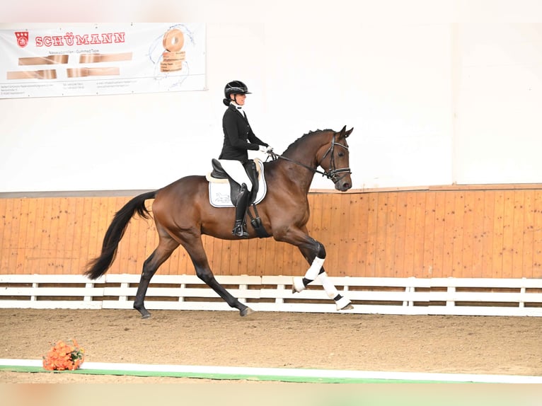 Trakehnare Hingst 3 år 172 cm Brun in Neumünster