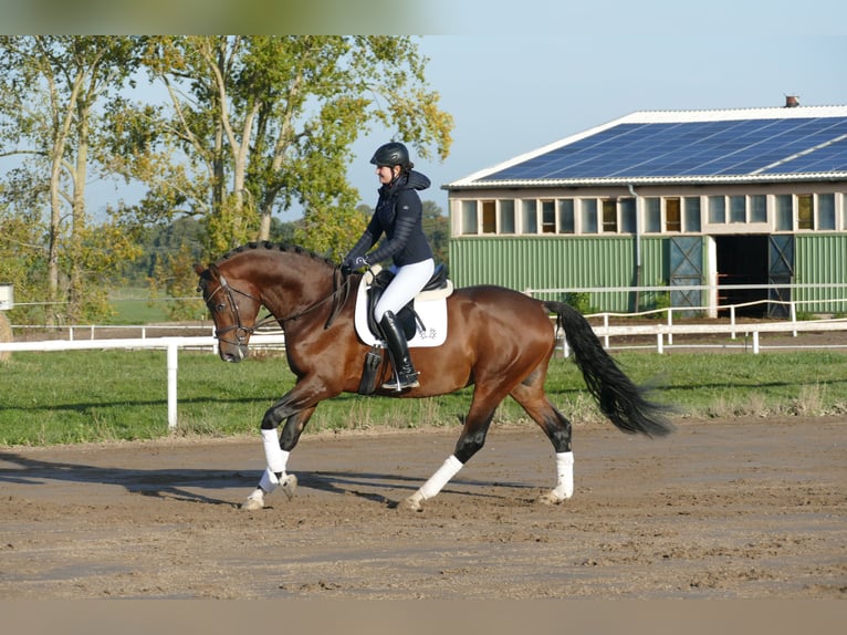 Trakehnare Hingst 4 år 169 cm Brun in Ganschow