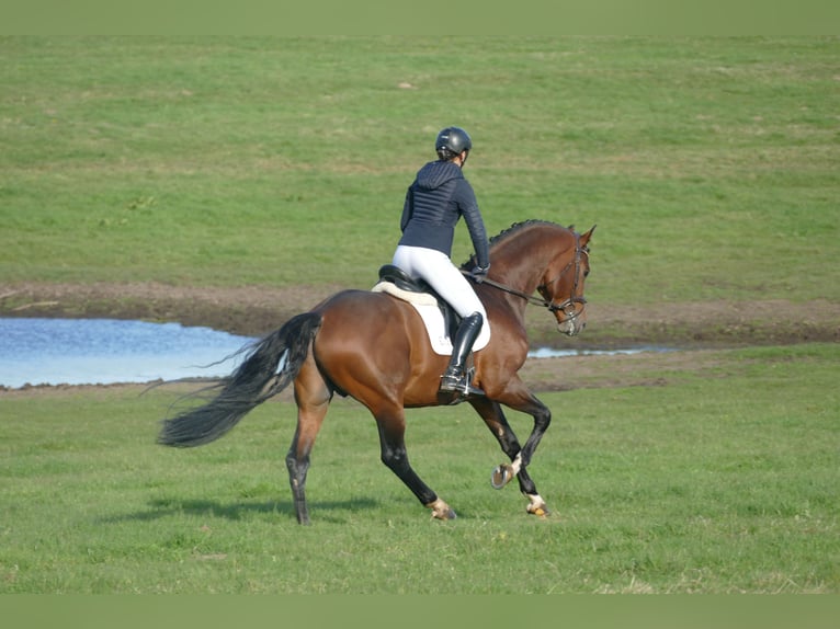 Trakehnare Hingst 4 år 169 cm Brun in Ganschow