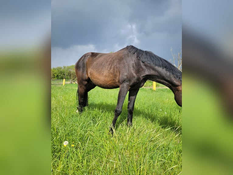 Trakehnare Hingst 8 år 165 cm Mörkbrun in Atzendorf