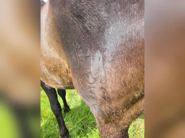 Trakehnare Hingst 8 år 165 cm Mörkbrun in Atzendorf