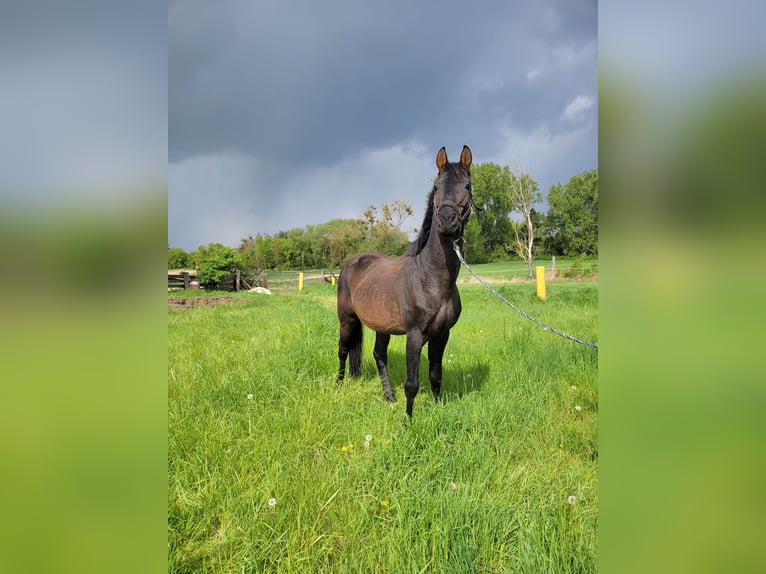 Trakehnare Hingst 8 år 165 cm Mörkbrun in Atzendorf