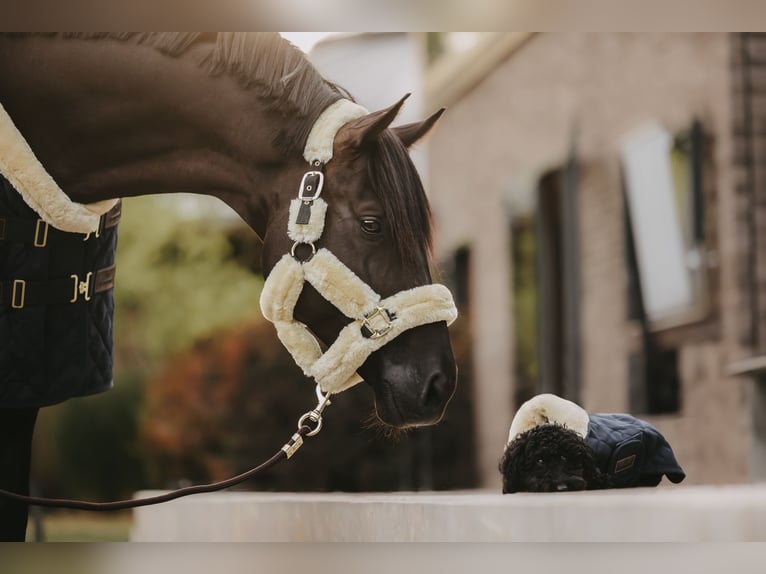 Trakehnare Hingst 8 år 171 cm Svart in Dreieich