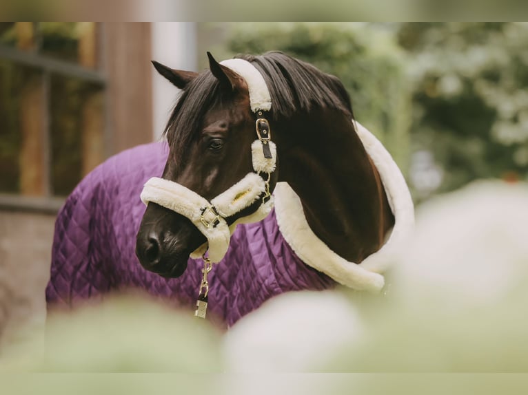 Trakehnare Hingst 8 år 171 cm Svart in Dreieich