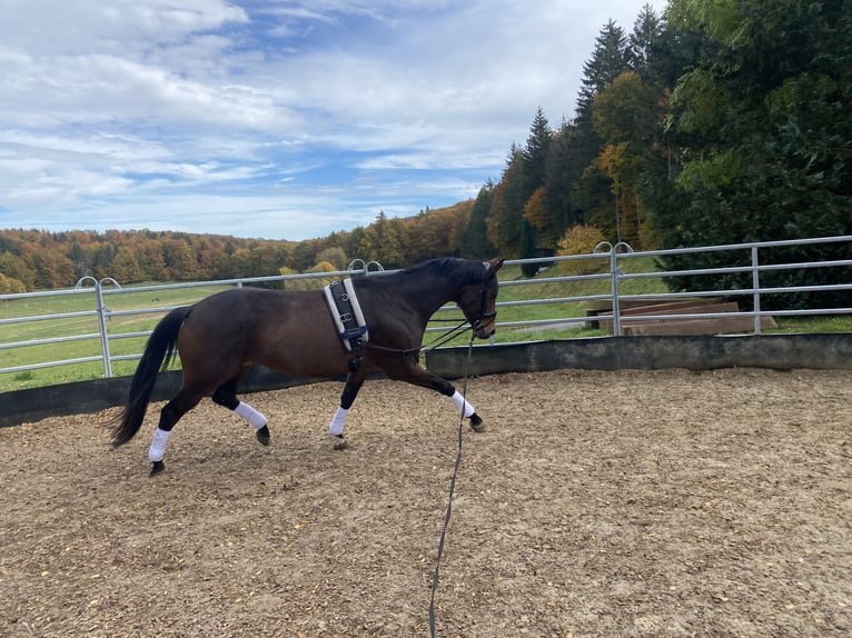 Trakehnare Hingst 9 år 168 cm Brun in Sankt Johann