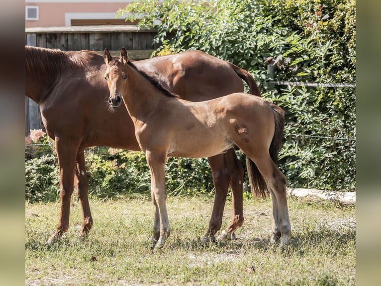 Trakehnare Hingst Föl (06/2024) 145 cm Brun in Oberalm