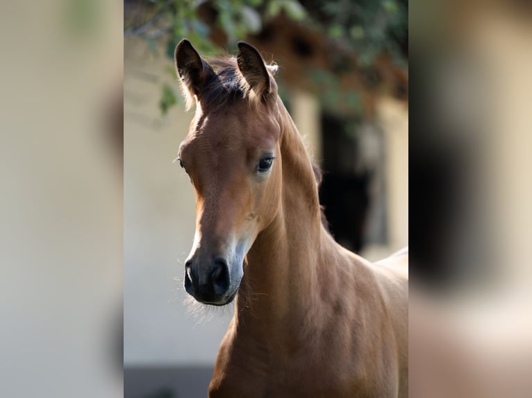 Trakehnare Hingst Föl (06/2024) 145 cm Brun in Oberalm