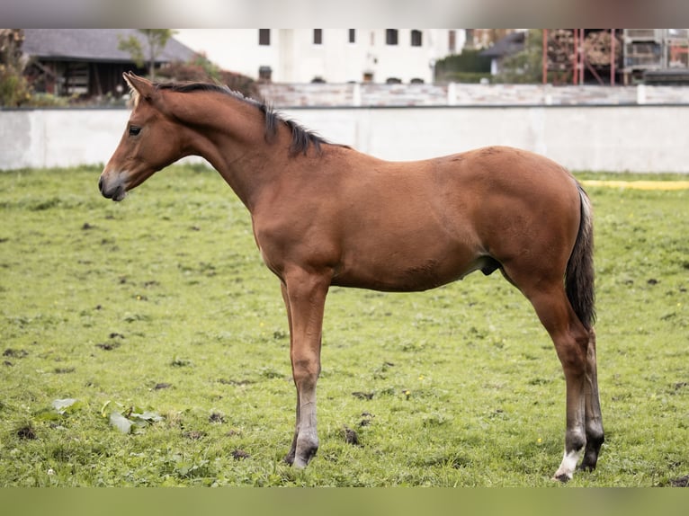 Trakehnare Hingst Föl (06/2024) 145 cm Brun in Oberalm