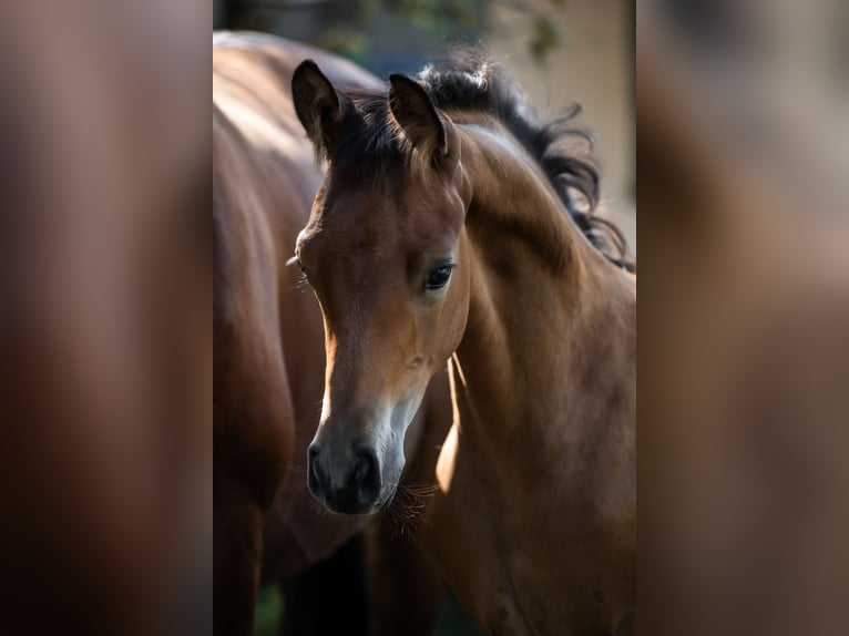 Trakehnare Hingst Föl (06/2024) 145 cm Brun in Oberalm