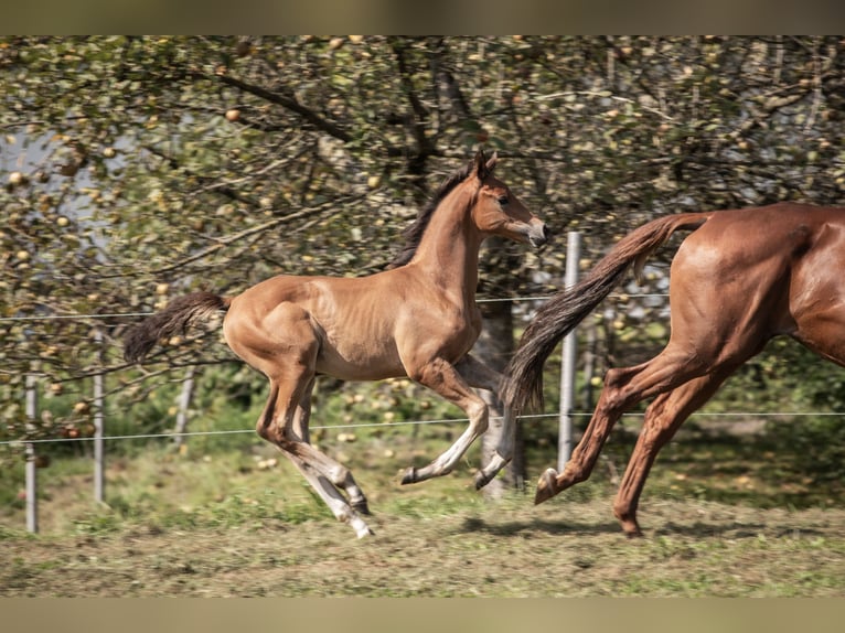 Trakehnare Hingst Föl (06/2024) 145 cm Brun in Oberalm