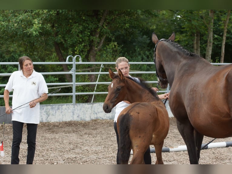 Trakehnare Hingst Föl (06/2024) 165 cm Brun in Günzburg