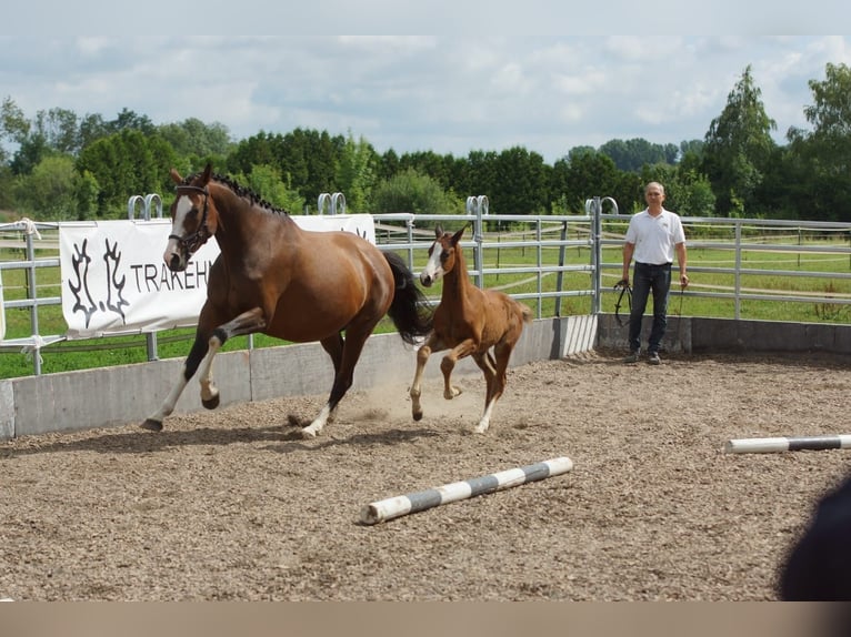 Trakehnare Hingst Föl (06/2024) 166 cm Brun in Günzburg