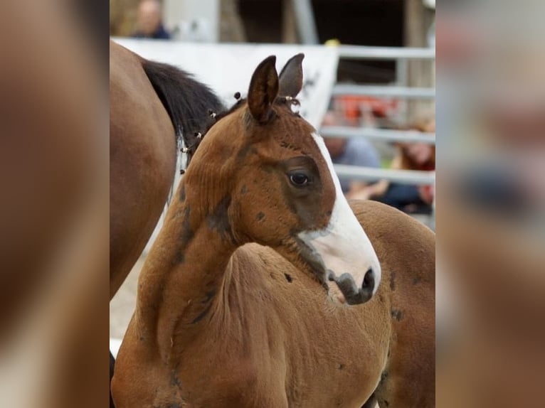 Trakehnare Hingst Föl (06/2024) 166 cm Brun in Günzburg