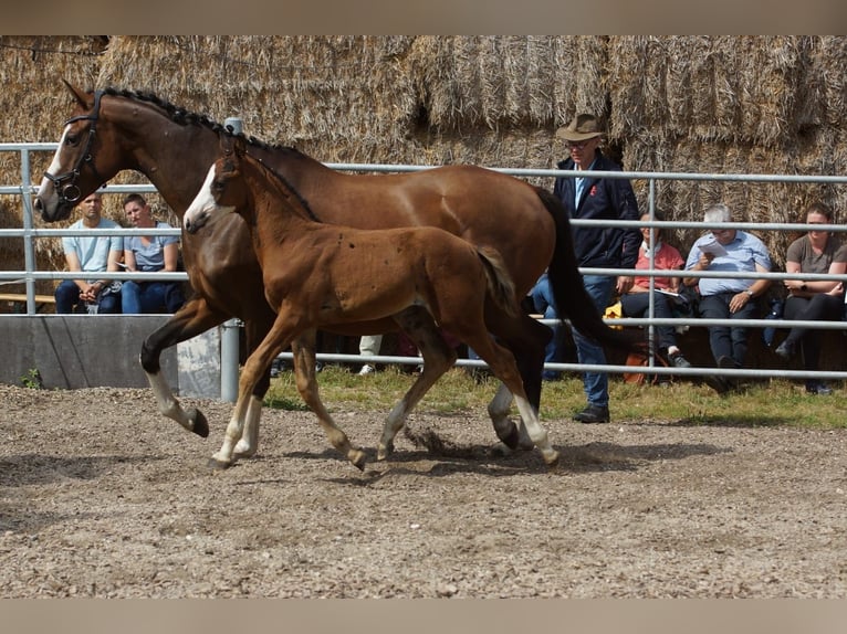 Trakehnare Hingst Föl (06/2024) 166 cm Brun in Günzburg