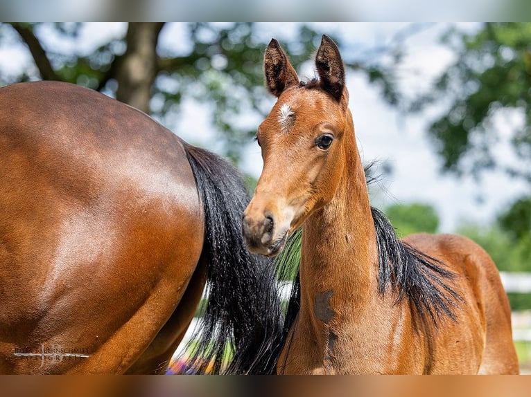 Trakehnare Hingst Föl (04/2024) 168 cm Brun in Aub