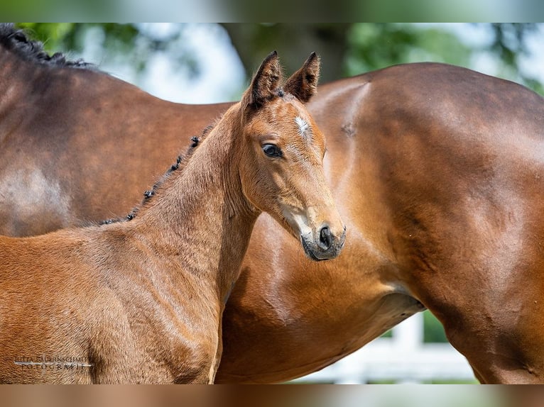 Trakehnare Hingst Föl (04/2024) 168 cm Brun in Aub