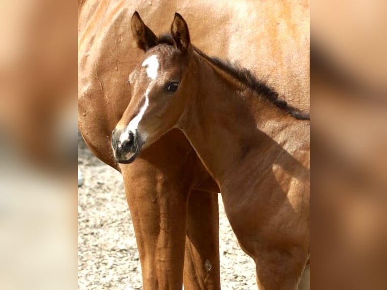 Trakehnare Hingst Föl (07/2024) 168 cm Brun in Günzburg